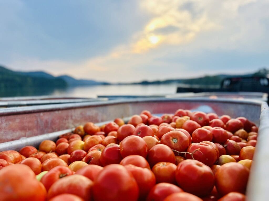 Alabama’s Third Annual Little Tomatina