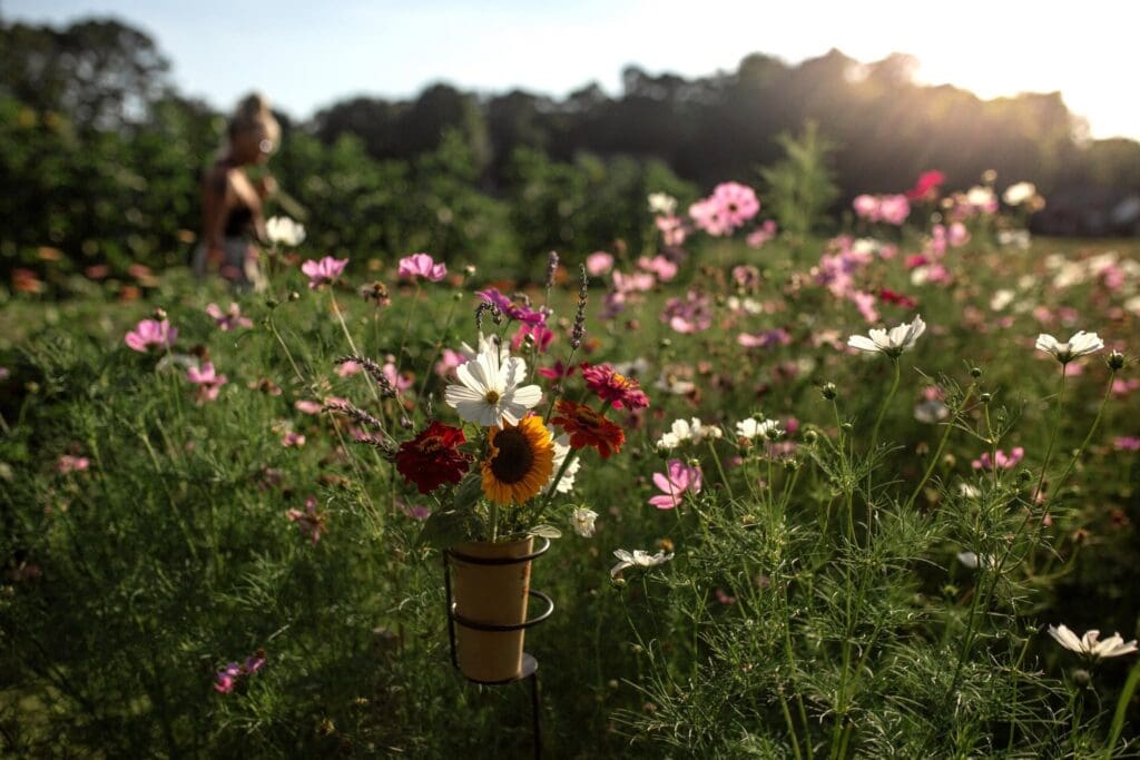 Sunday Evening U-Pick at Seed and Sun Blooms
